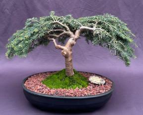 Dwarf Weeping Hemlock Bonsai Tree<br><i>(Tsuga canadensis 'coles prostmate')</i>