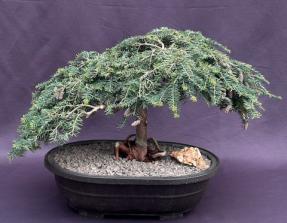 Dwarf Weeping Hemlock Bonsai Tree<br><i>(Tsuga canadensis 'coles prostmate')</i>