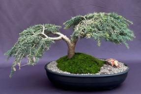 Dwarf Weeping Hemlock Bonsai Tree<br><i>(Tsuga canadensis 'coles prostmate')</i>