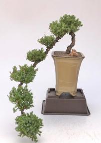 Juniper Bonsai Tree - Cascade Style <br><i>(juniper procumbens nana)</i>