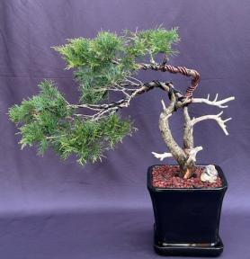 Savin Juniper Bonsai Tree<br>Trained in Jin Style<br>(Juniperus sabina)
