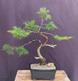 Savin Juniper Bonsai Tree<br>Trained in Jin Style<br>(Juniperus sabina)