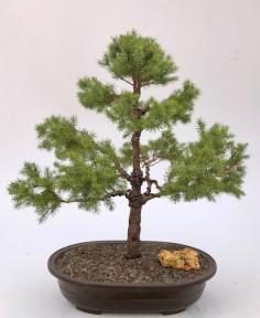 Dwarf Alberta Spruce Bonsai Tree<br><i>(picea glauca conica)</i>