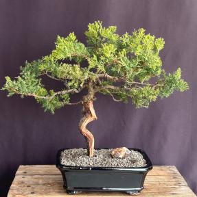 Juniper Bonsai Tree - Trained <br><i>(juniper procumbens nana)</i>