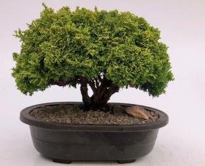 Tsukomo Cypress Bonsai Tree<br><i>(chamaecyparis pisifera tsukomo)</i>