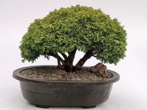 Tsukomo Cypress Bonsai Tree<br><i>(chamaecyparis pisifera tsukomo)</i>