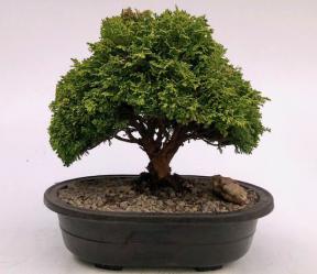 Tsukomo Cypress Bonsai Tree<br><i>(chamaecyparis pisifera tsukomo)</i>