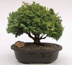 Tsukomo Cypress Bonsai Tree<br><i>(chamaecyparis pisifera tsukomo)</i>