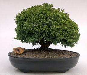 Tsukomo Cypress Bonsai Tree<br><i>(chamaecyparis pisifera tsukomo)</i>