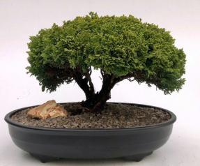 Tsukomo Cypress Bonsai Tree<br><i>(chamaecyparis pisifera tsukomo)</i>