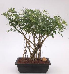 Hawaiian Umbrella Bonsai Tree<br>Banyan Style<br>(arboricola schfflera)