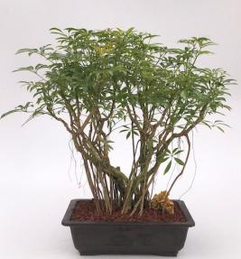 Hawaiian Umbrella Bonsai Tree<br>Banyan Style<br>(arboricola schfflera)