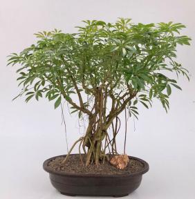 Hawaiian Umbrella Bonsai Tree<br>Banyan Style<br>(arboricola schfflera)