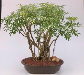 Hawaiian Umbrella Bonsai Tree - Variegated<br><i></i>Banyan Style<br><i></i>(arboricola schfflera)