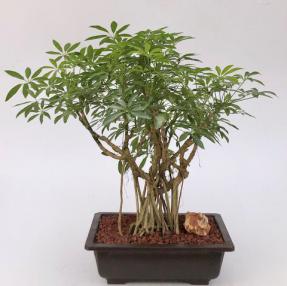 Hawaiian Umbrella Bonsai Tree<br>Banyan Style<br>(arboricola schfflera)