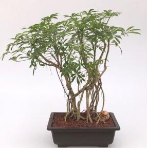 Hawaiian Umbrella Bonsai Tree<br>Banyan Style<br>(arboricola schfflera)