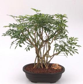 Hawaiian Umbrella Bonsai Tree<br>Banyan Style<br>(arboricola schfflera)