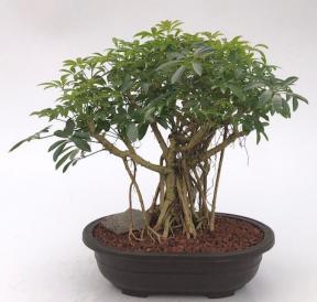 Hawaiian Umbrella Bonsai Tree<br>Banyan Style<br>(arboricola schfflera)