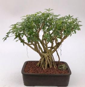 Hawaiian Umbrella Bonsai Tree<br>Banyan Style<br>(arboricola schfflera)