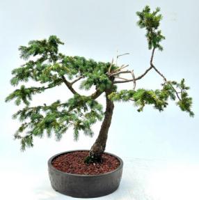 Engelmann Spruce Bonsai Tree<br>Trained in Jin Style<br>(Picea engelmannii)