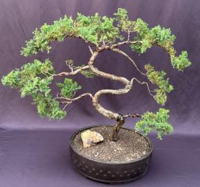 Juniper Bonsai Tree - Trained <br><i>(juniper procumbens nana)</i>