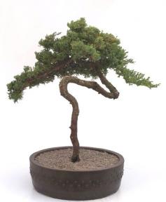 Juniper Bonsai Tree - Trained <br><i>(juniper procumbens nana)</i>