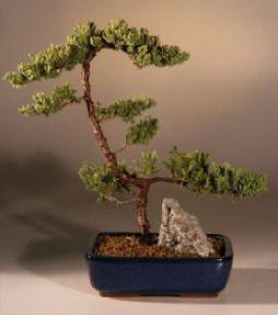 Juniper Bonsai Tree - Trained<br><i>(juniper procumbens nana)</i>