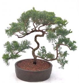 Juniper Bonsai Tree - Trained <br><i>(juniper procumbens nana)</i>