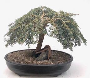 Dwarf Weeping Hemlock Bonsai Tree <br>Root Over Rock Style <br><i>(Tsuga canadensis 'coles prostmate')</i>