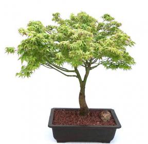 Dwarf Japanese Maple Bonsai Tree<br><i>(acer palmatum 'kiyohime yatsubusa')</i>