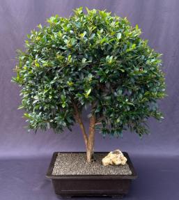 Flowering Brush Cherry Bonsai Tree<br> (eugenia myrtifolia)