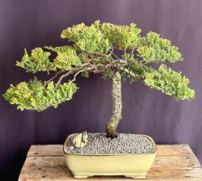 Juniper Bonsai Tree - Trained <br><i>(juniper procumbens nana)</i>