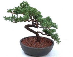 Juniper Bonsai Tree - Trained <br><i>(juniper procumbens nana)</i>