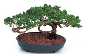 Juniper Bonsai Tree - Trained <br><i>(juniper procumbens nana)</i>