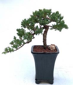 Juniper Bonsai Tree - Cascade Style <br><i>(juniper procumbens nana)</i>