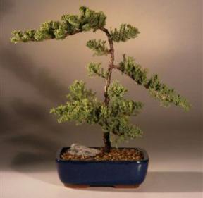 Juniper Bonsai Tree - Trained<br><i>(juniper procumbens nana)</i>