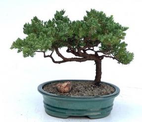 Juniper Bonsai Tree - Trained <br><i>(juniper procumbens nana)</i>