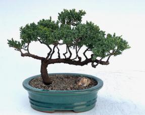 Juniper Bonsai Tree - Trained <br><i>(juniper procumbens nana)</i>