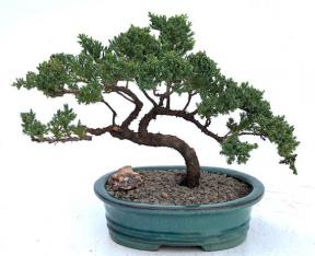 Juniper Bonsai Tree - Trained <br><i>(juniper procumbens nana)</i>