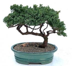 Juniper Bonsai Tree - Trained <br><i>(juniper procumbens nana)</i>