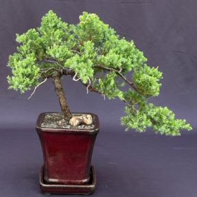 Juniper Bonsai Tree - Trained in Jin Style <br><i>(juniper procumbens nana)</i>