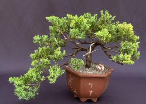 Juniper Bonsai Tree - Trained in Jin Style <br><i>(juniper procumbens nana)</i>