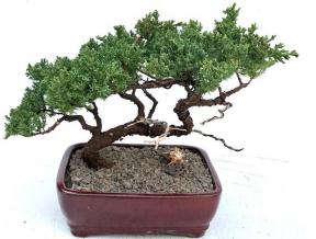 Juniper Bonsai Tree - Trained in Jin Style <br><i>(juniper procumbens nana)</i>