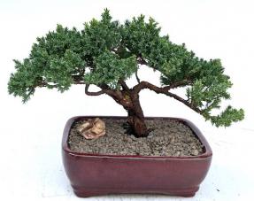 Juniper Bonsai Tree - Trained <br><i>(juniper procumbens nana)</i>