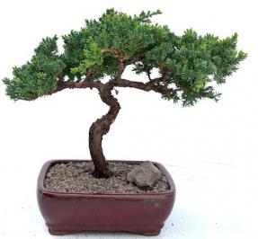 Juniper Bonsai Tree - Trained <br><i>(juniper procumbens nana)</i>