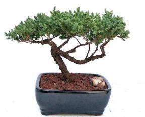 Juniper Bonsai Tree - Trained <br><i>(juniper procumbens nana)</i>