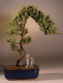 Juniper Bonsai Tree - Trained<br><i>(juniper procumbens nana)</i>