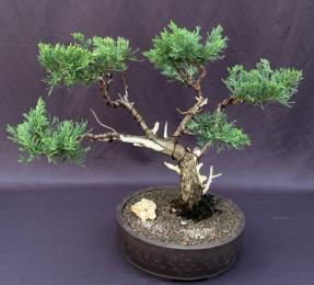 Juniper Bonsai Tree<br><i>Trained in Jin & Shari Style<br><i></i>(Juniperus Chinensis parsonii)