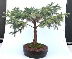 Dwarf Alberta Spruce Bonsai Tree<br><i>(picea glauca conica)</i>