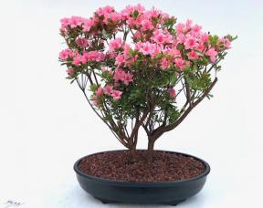 Flowering Rosebud Azalea Bonsai Tree<br>( Rhododendron 'Rosebud')